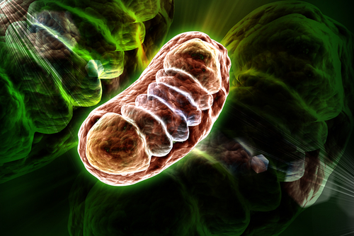 mitochondrial DNA