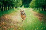 pets \ ANCA Vasculitis News \ A large German shepherd runs happily across the green grass of a summer garden