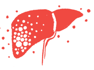 An illustration provides a close-up look at a human liver.