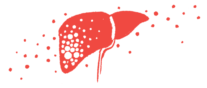 An illustration of a liver.