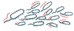 An illustration of bacteria.